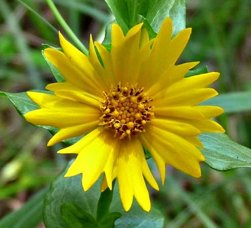 {Coreopsis grandiflora var. harveyana}